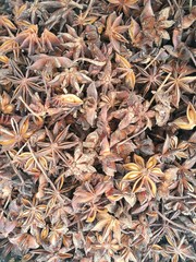 Close up of dried star aniseed background