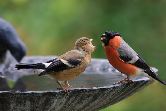 Hotel Papa - 
Fl&uuml;gge gewordener Dompfaff-Jungvogel wird vom Altvogel gef&uuml;ttert.