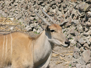 Antelope - 132568320