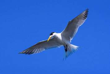 swift tern in flight