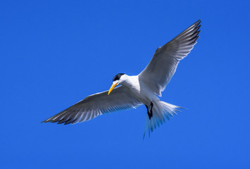 Fototapeta premium swift tern in flight
