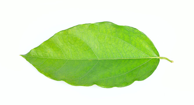 Tiliacora triandra on white background