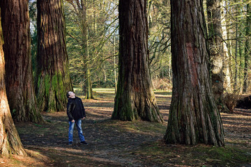 séquoia adolescent enfant arbres