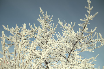 Ветки дерева покрыты инеем в зимний день на голубом фоне неба.
