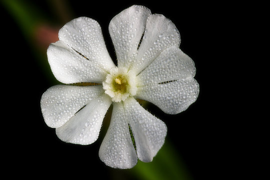 Flower of Silene latifolia or Melandrium album or white campion or bladder campion. Close-up of wildflower.