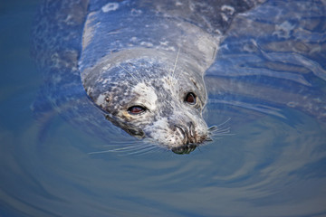 Fototapeta premium Harbour Seal