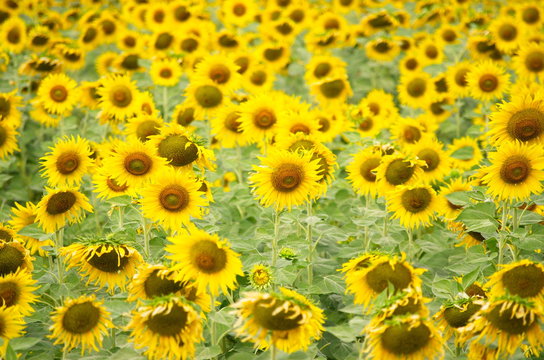 Sunflower.Floral Park Attractions. Tourist area.
