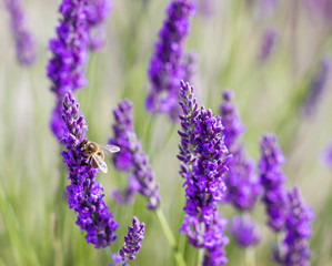 Blurred summer background of  lavender flowers with bee , soft focus / Lavender Field.