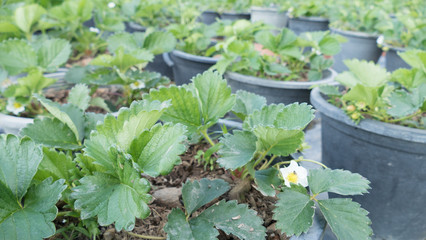 strawberry plantation in agriculture farm