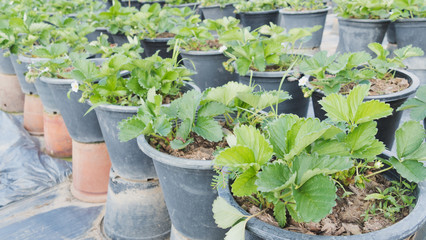 strawberry plantation in agriculture farm