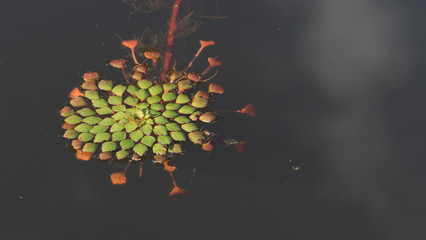 Floating plants in a pond