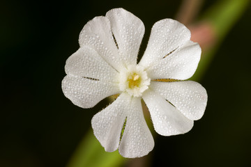 White flower of Silene latifolia or Melandrium album or white campion or bladder campion. Close-up...