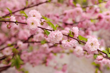 Cherry blossoms