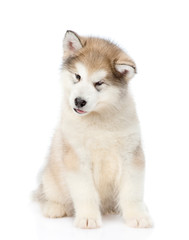 Alaskan malamute puppy looking at camera. isolated on white 