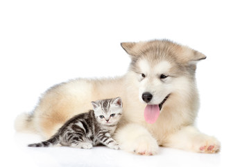 Tabby kitten lying with Alaskan malamute puppy. isolated on white