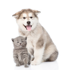 alaskan malamute dog and tiny kitten together. isolated on white