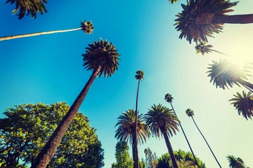 Photo sur Aluminium Palmier De grands palmiers à Beverly Hills