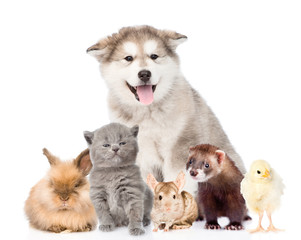 Large group of pets looking at camera. isolated on white 