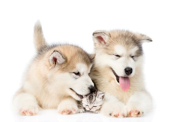 Two Alaskan malamute puppies lying with kitten together. isolated on white