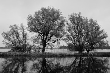 Three trees at lake with reflection in water