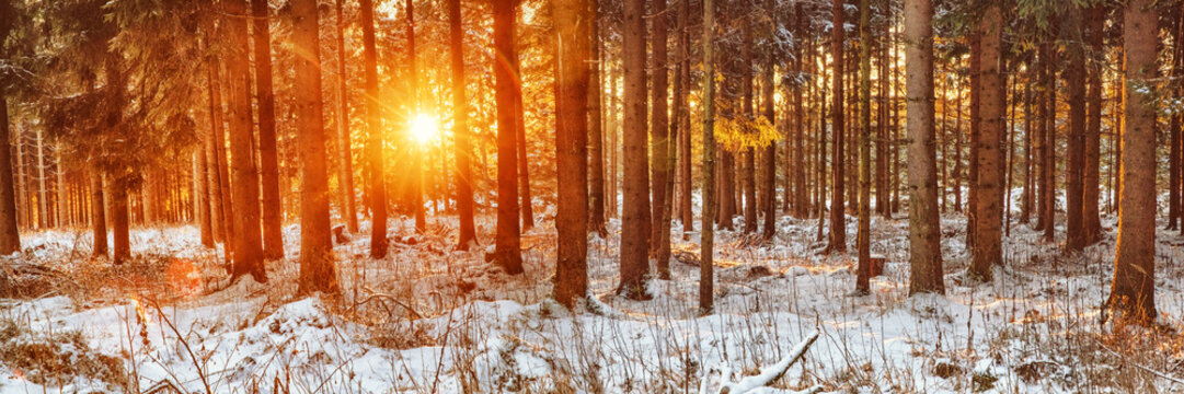 Winter Spruce Forest Sunset