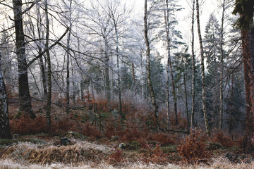 Fototapeta premium Bäume im Winter, Eis, Frost, Wald, Spaziergang, frische Luft, wandern, Bewegung