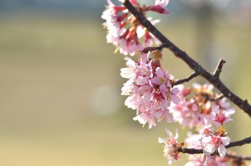 早春の寒緋桜