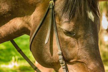 Naklejka premium Close-up of horse