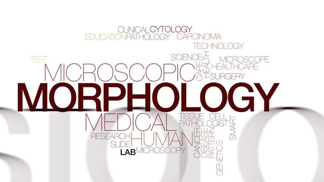 Morphology animated word cloud. Kinetic typography.