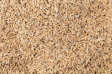 Naklejka premium heap of natural raw paddy rice grains