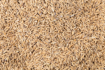 heap of natural raw paddy rice grains
