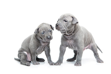 Two thai ridgeback puppies isolated on white