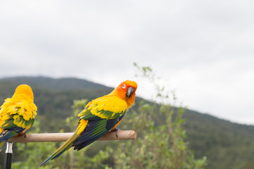 Sun Parakeet or Sun Conure, the beautiful yellow and orange parr