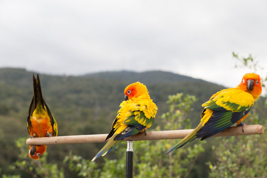 Sun Parakeet or Sun Conure, the beautiful yellow and orange parr