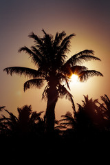 Fototapeta premium island Socorro and Cancun Mexico