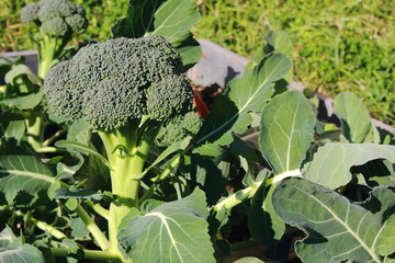 Broccoli close up growing in garden with leaves and stalk