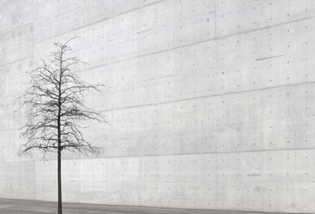 concrete wall and tree