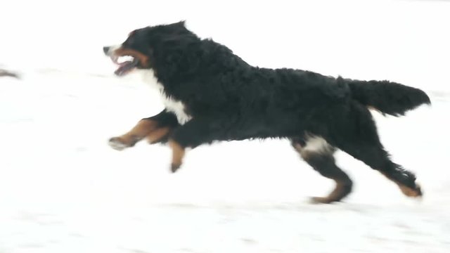 Bernese mountain dog quickly runs, slow motion