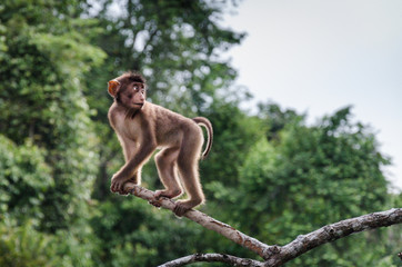 Long tailed macaque on the Kinabatangan.