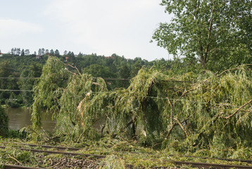 Willow tree fell on a railway track in forest