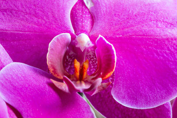 Obraz na płótnie Canvas Detail of flowering orchid