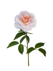 Obraz premium Delikatna różowa róża