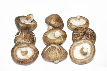 Shiitake mushroom on the white background.