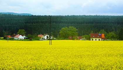 field of blooming yellow flowers of rape in a rainy day