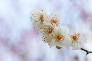 梅の花