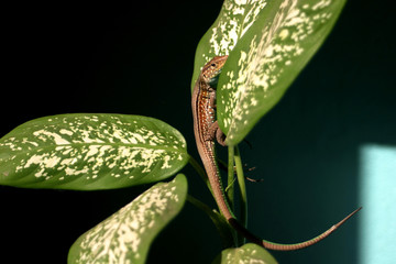 Lizard on green and white leaves