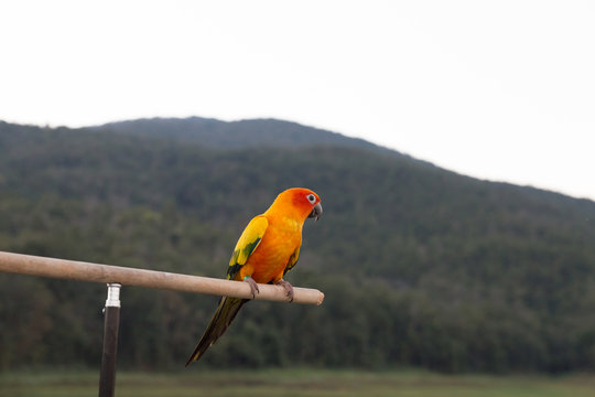 Sun Parakeet or Sun Conure, the beautiful yellow and orange parr