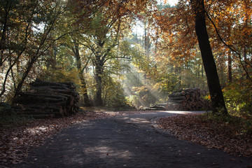 Obraz premium In the woods of Austerlitz, The Netherlands (Oude Woudenbegse Zandweg)
