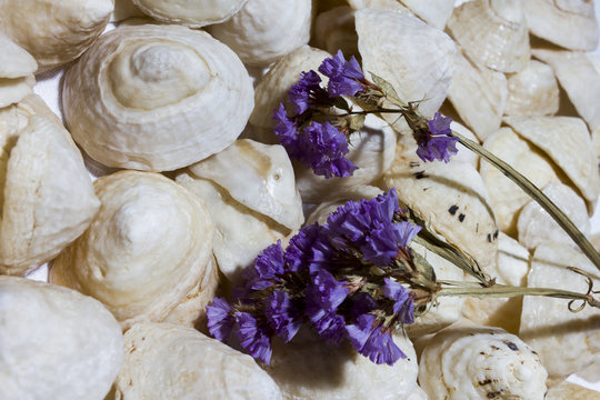 Background of white conical shells with a violet flower on the right side, evergreen