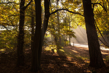 In the woods of Austerlitz, The Netherlands (Oude Woudenbegse Zandweg)
